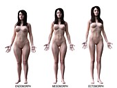 Female body types, illustration