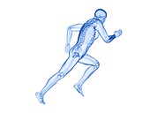Runner's skeleton, illustration