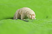 Water bear, illustration