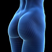 Female buttocks, illustration