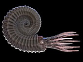 Ammonite, illustration