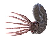 Ammonite, illustration