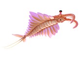 Anomalocaris, illustration