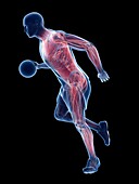 Basketball player's muscles, illustrations