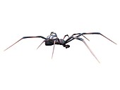 Male black widow spider, illustration