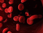 Blood cells, illustration