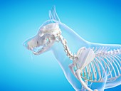 Dog skeleton, illustration