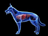 Dog anatomy, illustration