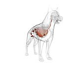 Dog anatomy, illustration