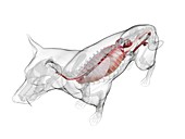 Dog anatomy, illustration