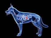 Dog stomach, illustration