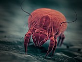 Dust mite, illustration