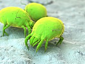 Dust mites, illustration