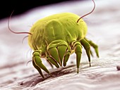 Dust mite, illustration