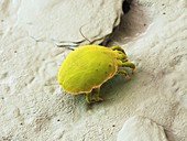 Dust mite, illustration