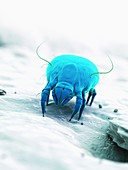 Dust mite, illustration