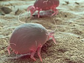 Dust mite, illustration