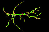 Astrocyte nerve cells, illustration