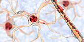 Astrocyte and blood vessel, illustration