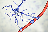 Astrocyte and blood vessel, illustration