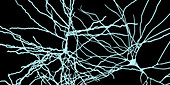Pyramidal neuron, illustration