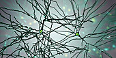 Pyramidal neuron, illustration