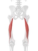 Biceps femoris longus muscle, illustration