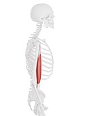 Biceps brachii muscle, illustration