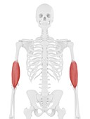 Brachialis muscle, illustration