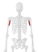 Coracobrachialis muscle, illustration