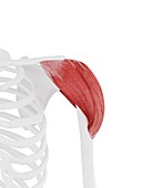 Deltoid muscle, illustration