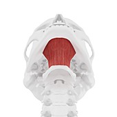 Mylohyoid muscle, illustration