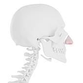 Nasal cartilage muscle, illustration