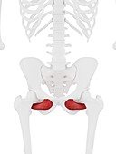 Obturator externus muscle, illustration