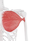 Pectoralis major muscle, illustration