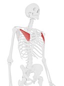 Pectoralis minor muscle, illustration