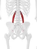 Psoas minor muscle, illustration