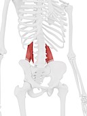 Quadratus lumborum muscle, illustration