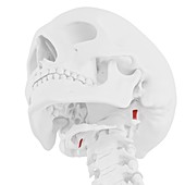 Rectus capitis lateralis muscle, illustration