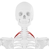 Scalene posterior muscle, illustration