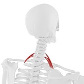 Scalene posterior muscle, illustration