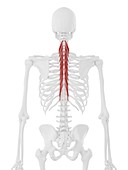 Semispinalis thoracis muscle, illustration