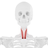 Sternothyroid muscle, illustration