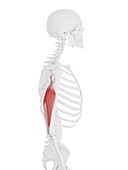 Triceps muscle, illustration