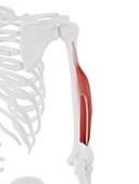 Triceps short head muscle, illustration