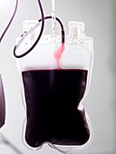 Donor blood processing