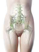 Female abdominal lymph nodes, illustration