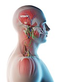 Male head and neck anatomy, illustration