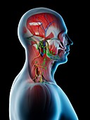 Male head and neck anatomy, illustration