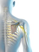 Nerves of the shoulder, illustration